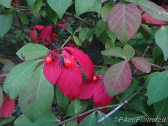 Early fall foliage